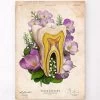 Tooth Anatomy - Floral - Vintage -Codex Anatomicus Shop LPA613