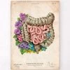 Intestines Anatomy - Floral - Vintage -Codex Anatomicus Shop LPA620