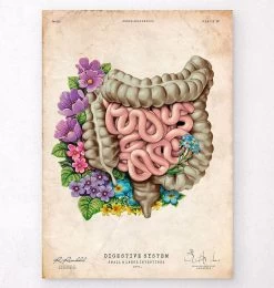 Intestines Anatomy - Floral - Vintage