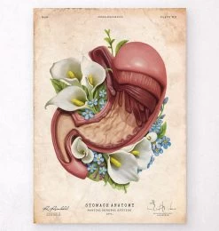 Stomach Anatomy - Floral - Vintage