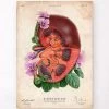 Kidney Anatomy - Floral - Vintage -Codex Anatomicus Shop LPA625