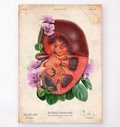 Kidney Anatomy - Floral - Vintage