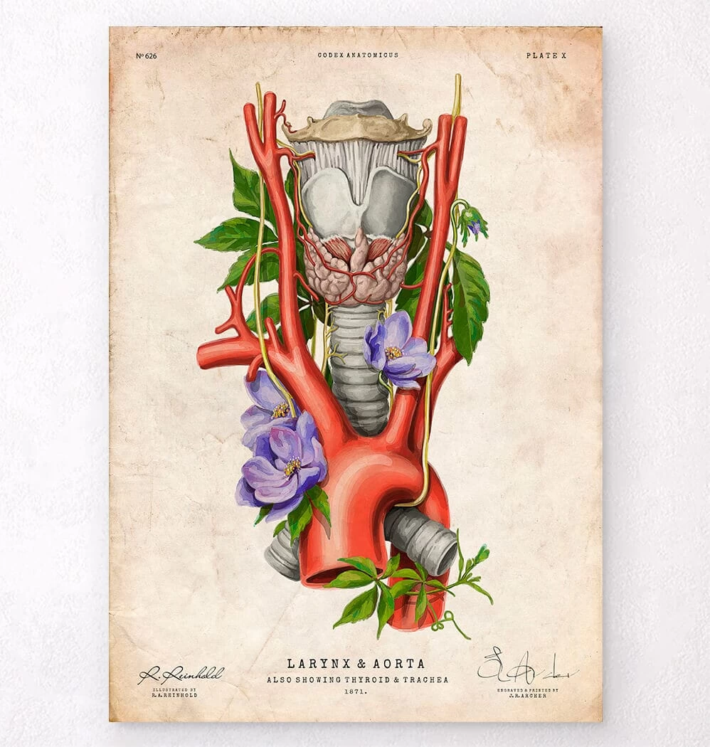 Larynx, Thyroid And Aorta - Floral - Vintage 3 Larynx, Thyroid And Aorta - Floral - Vintage