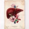 Liver Anatomy - Floral - Vintage -Codex Anatomicus Shop LPA627