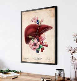 Liver Anatomy - Floral - Vintage 6 Liver Anatomy - Floral - Vintage -Codex Anatomicus Shop LPA627 2