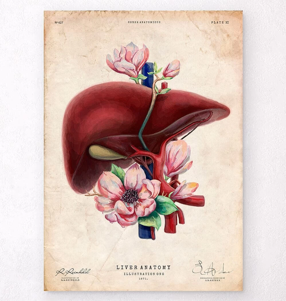 Liver Anatomy - Floral - Vintage 3 Liver Anatomy - Floral - Vintage