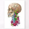 Skull Anatomy II - Floral - White -Codex Anatomicus Shop LPA633