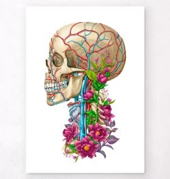 Skull Anatomy II - Floral - White