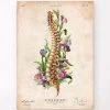 Spine Anatomy - Floral - Vintage 1 Spine Anatomy - Floral - Vintage -Codex Anatomicus Shop LPA635 d20b919c 1908 4a8b a9e6 b2e030e8057c