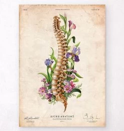 Spine Anatomy - Floral - Vintage