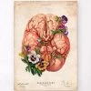 Brain Anatomy - Floral - Vintage -Codex Anatomicus Shop LPA637 c0c41c5c f29f 485c 9d8a 27fe2f6e1baf