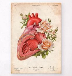 Heart Anatomy - Floral - Vintage