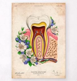 Tooth Anatomy II - Floral - Vintage