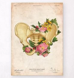 Pelvis Anatomy - Floral - Vintage