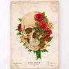 Skull Anatomy IV - Floral - Vintage -Codex Anatomicus Shop LPA649