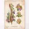 Spine Chart - Floral - Vintage 2 Spine Chart - Floral - Vintage -Codex Anatomicus Shop LPA656