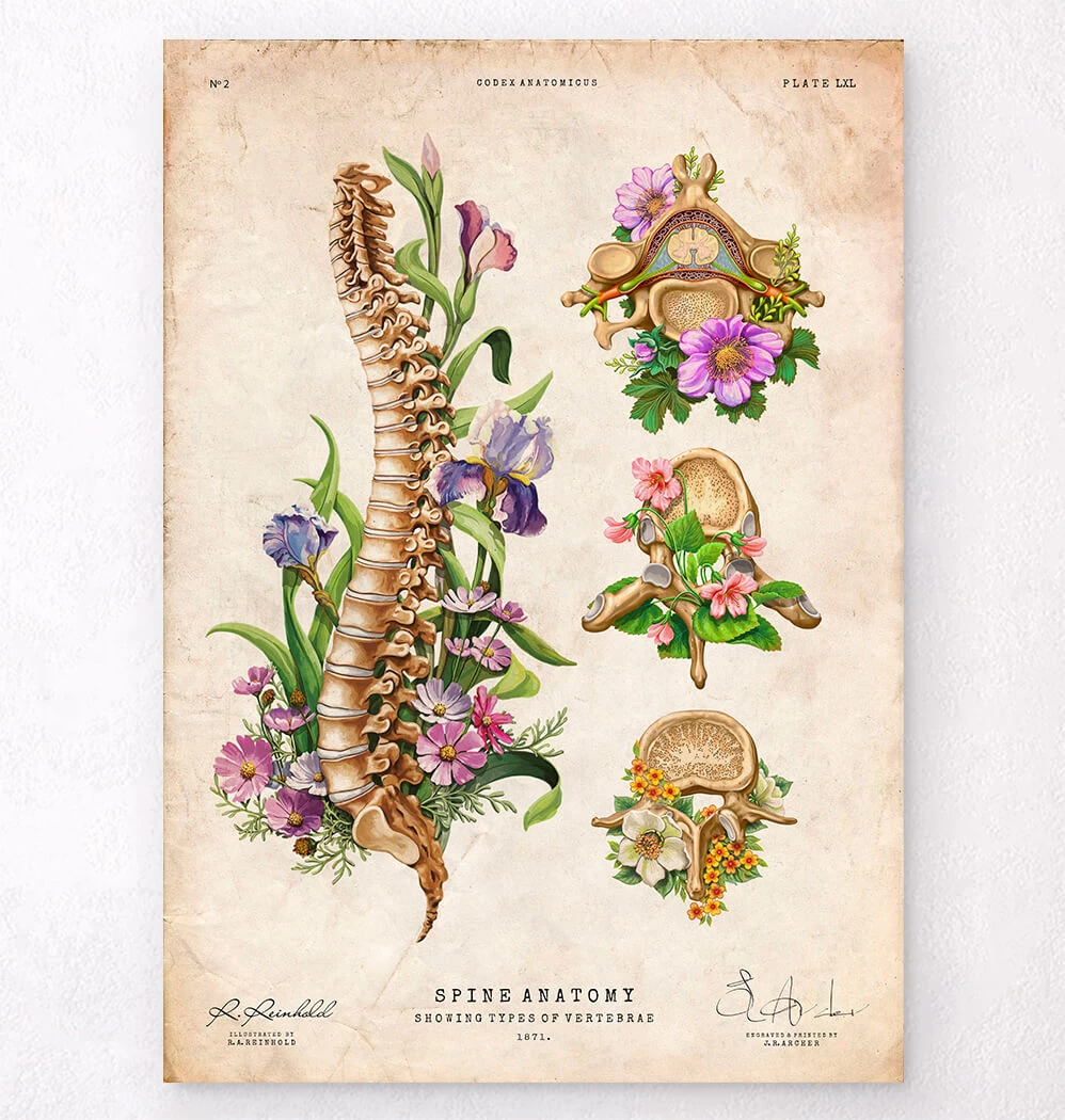 Spine Chart - Floral - Vintage 3 Spine Chart - Floral - Vintage