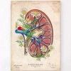 Kidney Anatomy II - Floral - Vintage -Codex Anatomicus Shop LPA660