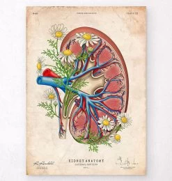 Kidney Anatomy II - Floral - Vintage