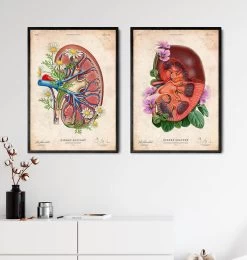 Kidney Anatomy II - Floral - Vintage -Codex Anatomicus Shop LPA660 3