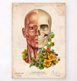 Facial Muscles Anatomy - Floral - Vintage