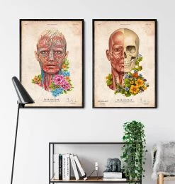 Facial Muscles Anatomy - Floral - Vintage -Codex Anatomicus Shop LPA664 3