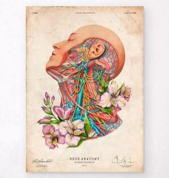 Blood Vessels Of The Neck - Floral - Vintage