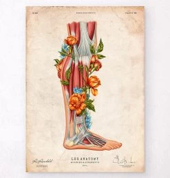 Leg Anatomy - Floral - Vintage