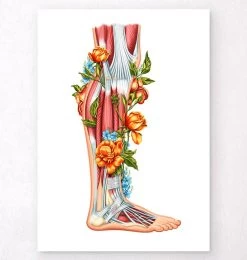 Codex Anatomicus Shop 8 Leg Anatomy - Floral - White