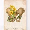 Male Pelvis Anatomy - Floral - Vintage