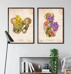 Male Pelvis Anatomy - Floral - Vintage -Codex Anatomicus Shop LPA672 3