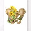 Male Pelvis Anatomy - Floral - White