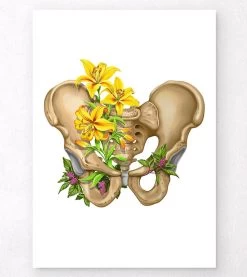 Male Pelvis Anatomy - Floral - White