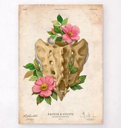 Sacrum And Coccyx - Floral - Vintage
