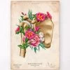 Shoulder Anatomy - Floral - Vintage