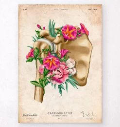 Shoulder Anatomy - Floral - Vintage