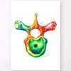 Thoracic Vertebra - Watercolor Splash -Codex Anatomicus Shop LPA689
