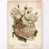 Dental Anatomy - Floral - Vintage -Codex Anatomicus Shop LPA696