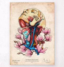 Head, Neck And Arteries - Floral - Vintage