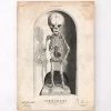 Skeleton Of A Baby Anatomy Print -Codex Anatomicus Shop LPA702