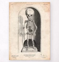 Skeleton Of A Baby Anatomy Print