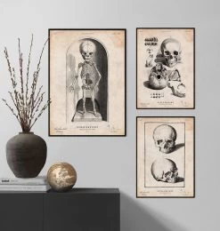 Skeleton Of A Baby Anatomy Print -Codex Anatomicus Shop LPA702 3