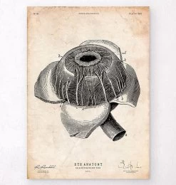 Eye Anatomy Poster