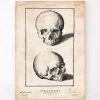 Human Skull Print VIII 2 Human Skull Print VIII -Codex Anatomicus Shop LPA704