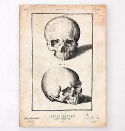 Human Skull Print VIII
