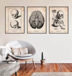 Human Skull Print VIII 7 Human Skull Print VIII -Codex Anatomicus Shop LPA704 3