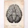 Brain Anatomy Art Print VII -Codex Anatomicus Shop LPA706