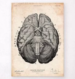 Brain Anatomy Art Print VII