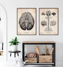 Brain Anatomy Art Print VII -Codex Anatomicus Shop LPA706 3