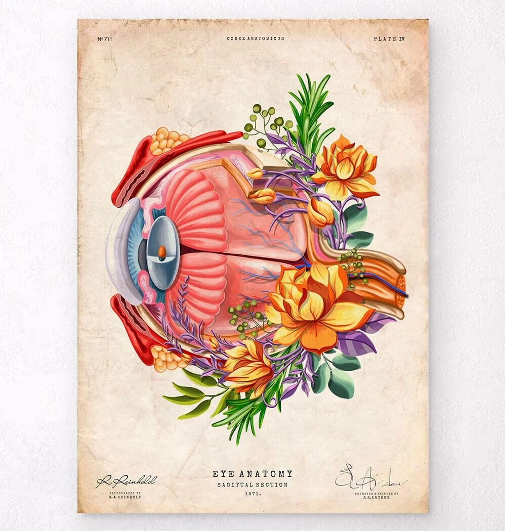 Eye Anatomy - Floral - Vintage 3 Eye Anatomy - Floral - Vintage